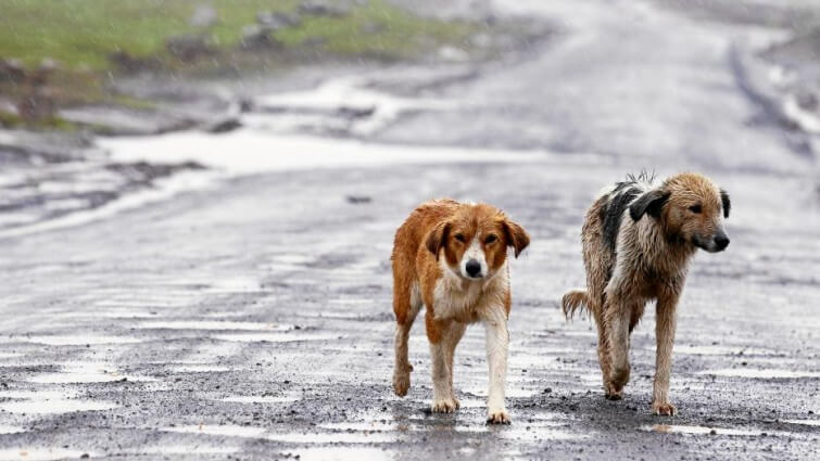 Contra el abandono animal: mensaje solidario de Larrauri